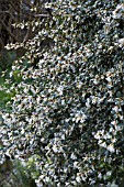 OSMANTHUS DELAVAYI AGM