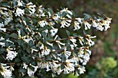 OSMANTHUS DELAVAYI AGM