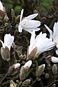 MAGNOLIA STELLATA ROSEA AGM