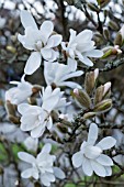 MAGNOLIA STELLATA ROSEA AGM