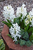 HYACINTHUS CARNEGIE WITH TROPAEOLUM POLYPHYLLUM FOLIAGE