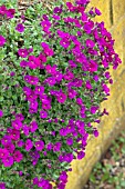 AUBRIETA BRESSINGHAM RED