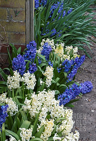 HYACINTHUS_NATURALISED_AFTER_FORCING