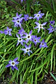 IPHEION UNIFLORUM FROYLE MILL AGM