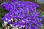 AUBRIETA HYBRIDA AXCENT VIOLET