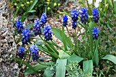 MUSCARI LATIFOLIA AGM