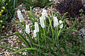 MUSCARI BOTRYOIDES