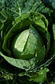 CABBAGE WINTER JEWEL F1