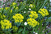 EUPHORBIA MYRSINITES