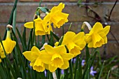 NARCISSUS QUAILE AGM