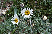 RHODANTHEMUM HOSEMARIENSE