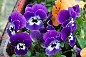 VIOLA PURPLE WING