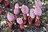 PAEONIA MLOKOSEWITSCHII AGM NEW SPRING GROWTH