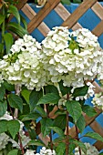 HYDRANGEA VANILLE FRAISE, (STARTS TO BLOOM WHITE)