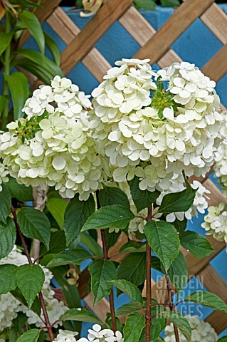 HYDRANGEA_VANILLE_FRAISE_STARTS_TO_BLOOM_WHITE