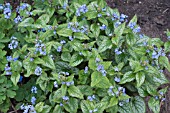 BRUNNERA MACROPHYLLA JACK FROST