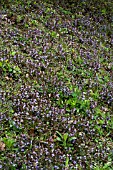 GLECHOMA HEDERACEAE SPREADING ON ROADSIDE EMBANKMENTS