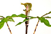 ARISAEMA NEPENTHOIDES