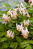 DICENTRA CUCULLARIA PITTSBURG