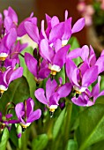 DODECATHEON PULCHELLUM SOOKE VARIETY