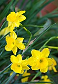 NARCISSUS ASSOANUS