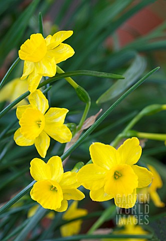 NARCISSUS_ASSOANUS