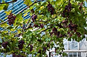 VITIS VINIFERA BLACK HAMBURG, (GRAPE BLACK HAMBURG)