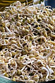 BEAN SPROUTS SHOOTS MUNG BEANS