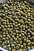 MUNG BEANS FOR BEAN SPROUTS SHOOTS
