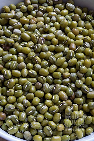 MUNG_BEANS_FOR_BEAN_SPROUTS_SHOOTS