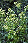 ALEXANDERS SMYRNIUM OLUSATRUM