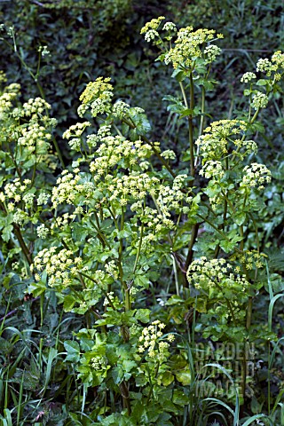 ALEXANDERS_SMYRNIUM_OLUSATRUM