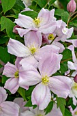 CLEMATIS SIR ERIC SAVILL