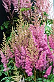 ASTILBE HAR VAN DER MEER