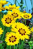 COREOPSIS SUNFIRE