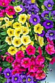 CALIBRACHOA MIXED CELBRATION