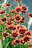 COREOPSIS DESERT CORAL KARNEVAL