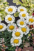 LEUCANTHEMUM REAL NEAT IMP