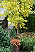 GINKGO BILOBA IN AUTUMN COLOUR