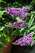 BUDDLEJA BUZZ LAVENDER