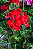 GERANIUM BLACK VELVET RED