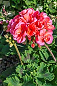 GERANIUM BERGPALAIS