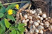 JERUSALEM ARTICHOKE (HELIANTHUS TUBEROSUS)