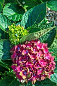 HYDRANGEA MACROPHYLLUS SCHLOSS WACKERBARTH (GLAM ROCK)