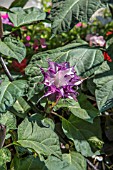 DATURA BLACKCURRANT SWIRL