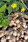 JERUSALEM ARTICHOKE (HELIANTHUS TUBEROSUS)