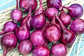 SHALLOT CAMELOT F1