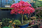 BONSAI ACER PALMATUM IN AUTUMN COLOUR