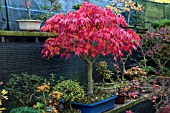 BONSAI ACER PALMATUM IN AUTUMN COLOUR