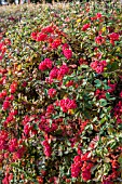 BERBERIS THUNBERGII IN AUTUMN WITH FRUITS